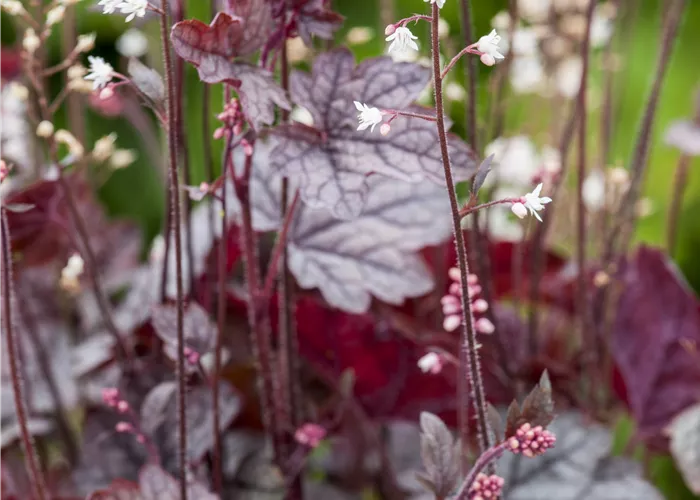 Heuchera Hybride i. S.