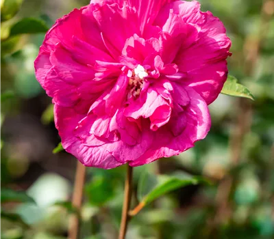 Hibiscus syriacus 'Magenta Chiffon' violettrosa Hibiscus syriacus 'Magenta Chiffon' violettrosa