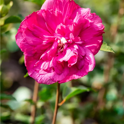 Hibiscus syriacus 'Magenta Chiffon' violettrosa Hibiscus syriacus 'Magenta Chiffon' violettrosa