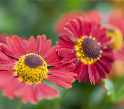 Helenium autum. Mariachi-Ser.'Salsa' -R- Helenium autum. Mariachi-Ser.'Salsa' -R-
