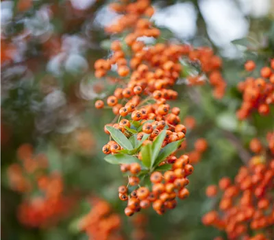 Pyracantha 'Teton' BUXERSATZPFLANZE