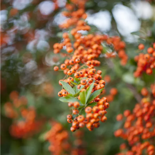Pyracantha 'Teton' BUXERSATZPFLANZE