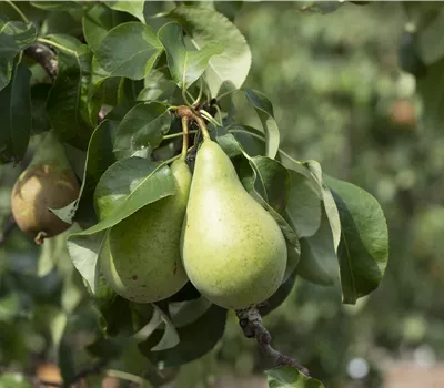 Pyrus com. "Novemberbirne" syn Xenia Pyrus com. "Novemberbirne" syn Xenia