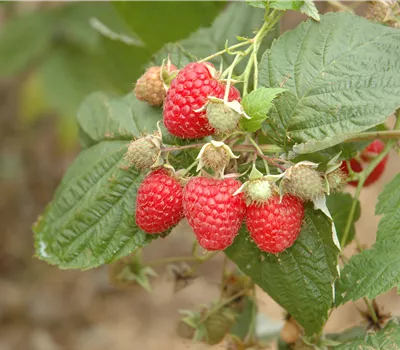 Rubus id.'Sugana Twotimer rot' -R- CAC Rubus id.'Sugana Twotimer rot' -R- CAC