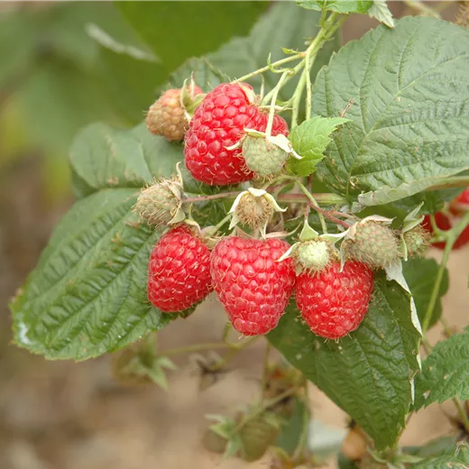 Rubus id.'Sugana Twotimer rot' -R- CAC