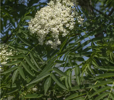 Sorbus 'Dodong'; kompaktwachsend Sorbus 'Dodong'; kompaktwachsend