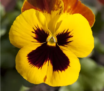 Viola x wittrockiana F1-Hybriden i.S. Viola x wittrockiana F1-Hybriden i.S.