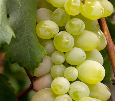Vitis 'Primus' goldgelb kernlos Vitis 'Primus' goldgelb kernlos