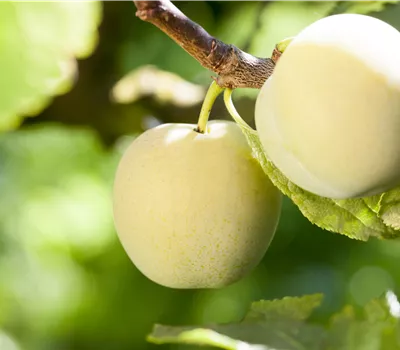 Prunus syr.'Aprima' -S- CAC