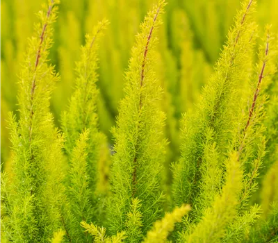 Erica arborea 'Albert's Gold'