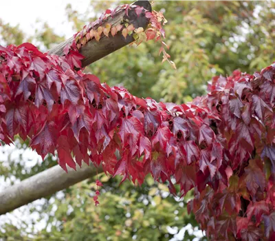 Parthenocissus tric.'Veitchii Boskoop' Parthenocissus tric.'Veitchii Boskoop'