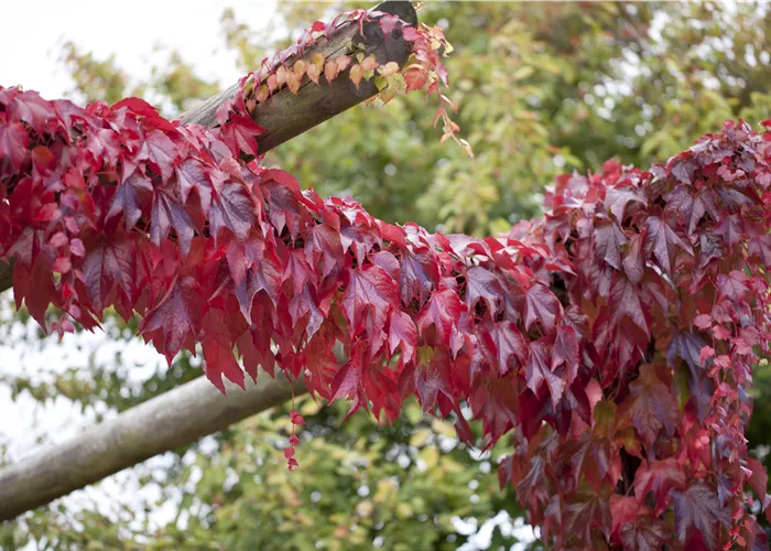Parthenocissus tric.'Veitchii Boskoop'
