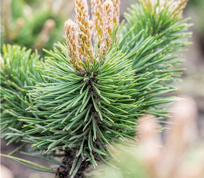 Pinus uncinata 'Ildico' Pinus uncinata 'Ildico'