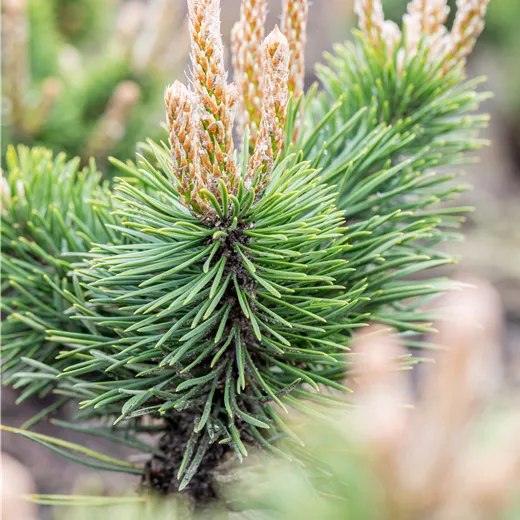 Pinus uncinata 'Ildico'