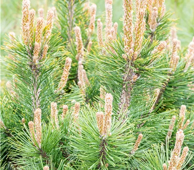 Pinus mugo 'Alpenzwerg' Pinus mugo 'Alpenzwerg'