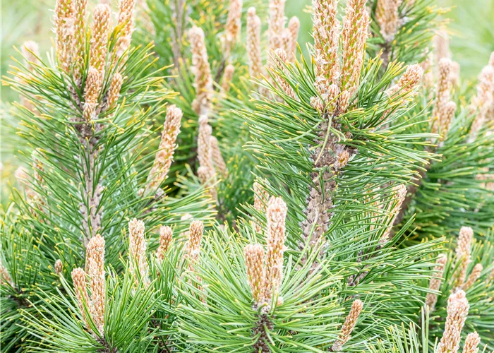 Pinus mugo 'Alpenzwerg'