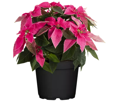 Euphorbia pulcherrima 'Princettia' pink