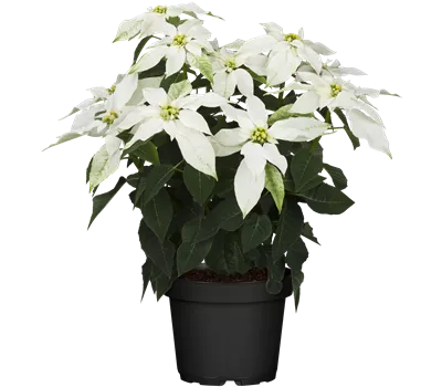 Euphorbia pulcherrima 'Princettia' weiss