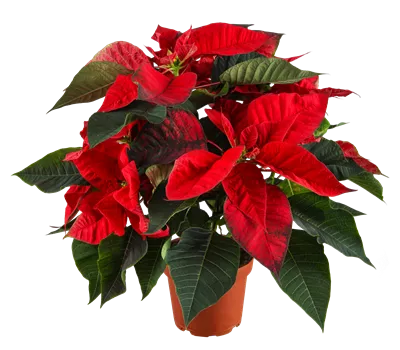 Euphorbia pulcherrima, rot