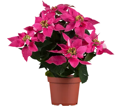 Euphorbia pulcherrima, pink