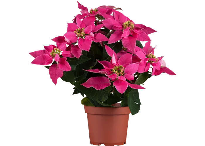 Euphorbia pulcherrima, pink