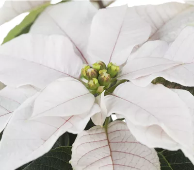 Euphorbia pulcherrima, weiß