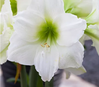Hippeastrum Hybride 'Denver'