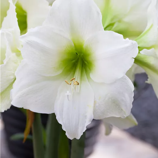 Hippeastrum Hybride 'Denver'