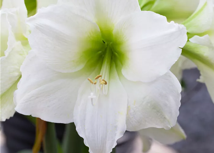 Hippeastrum Hybride 'Denver'