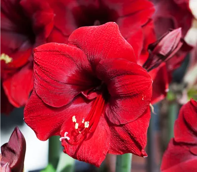 Hippeastrum Hybride 'Premiere'