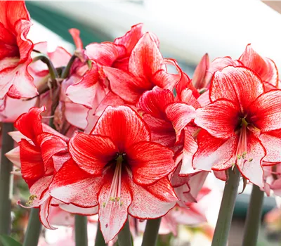 Hippeastrum Hybride 'Stardust'