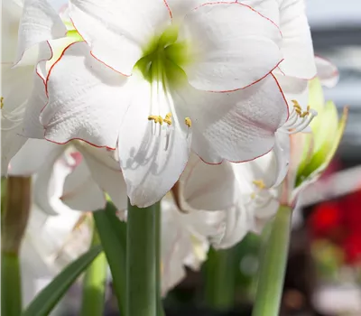 Hippeastrum Hybride 'Picotee'