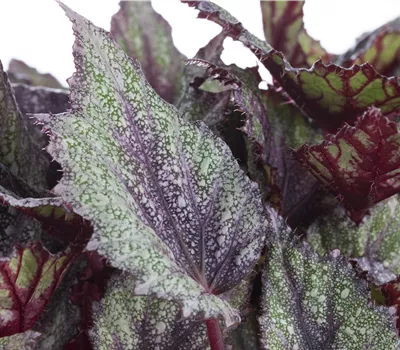 Begonia masoniana 'Beleaf'®