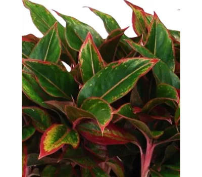 Aglaonema 'Crete'