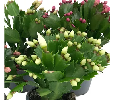 Schlumbergera Hybride