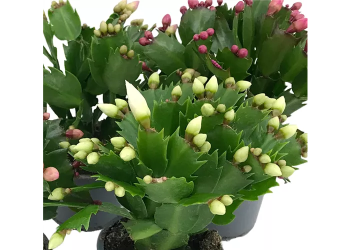 Schlumbergera Hybride