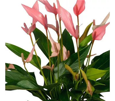 Anthurium andreanum i. S.