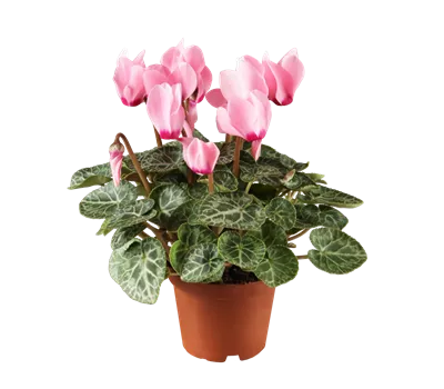 Cyclamen persicum