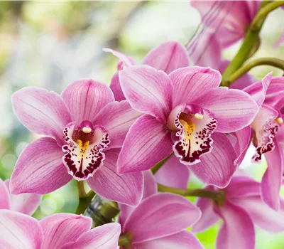 Cymbidium Hybride
