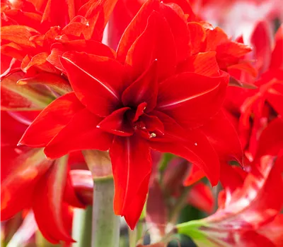 Hippeastrum Hybride 'Double Delicious'