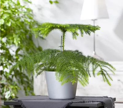 Araucaria heterophylla