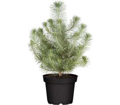 Pinus pinea 'Silver Crest'