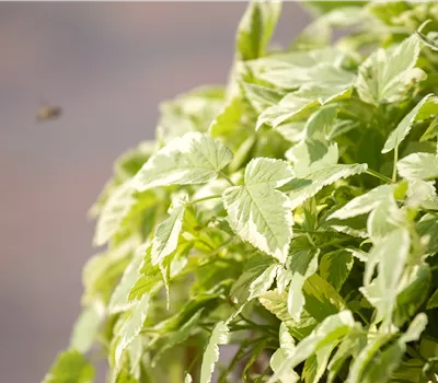 Aegopodium podagraria 'Variegatum'