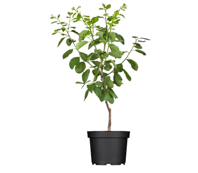 Prunus dom.'Opal' CAC