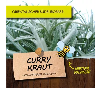 Helichrysum italicum LaBio