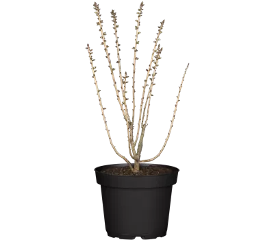 Daphne mezereum 'Rubra'