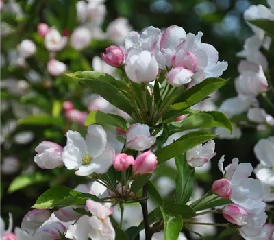 Malus 'Adirondack'