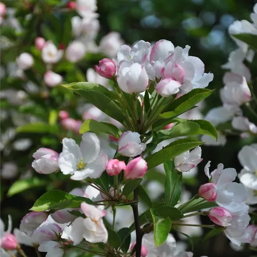 Malus 'Adirondack'