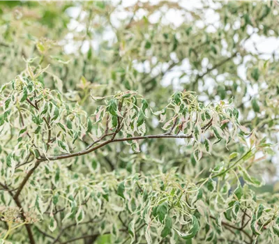 Cornus alternifolia 'Argentea'