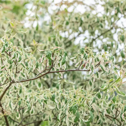 Cornus alternifolia 'Argentea'